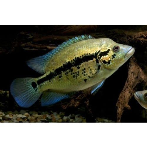 4 yellow dovii cichlids