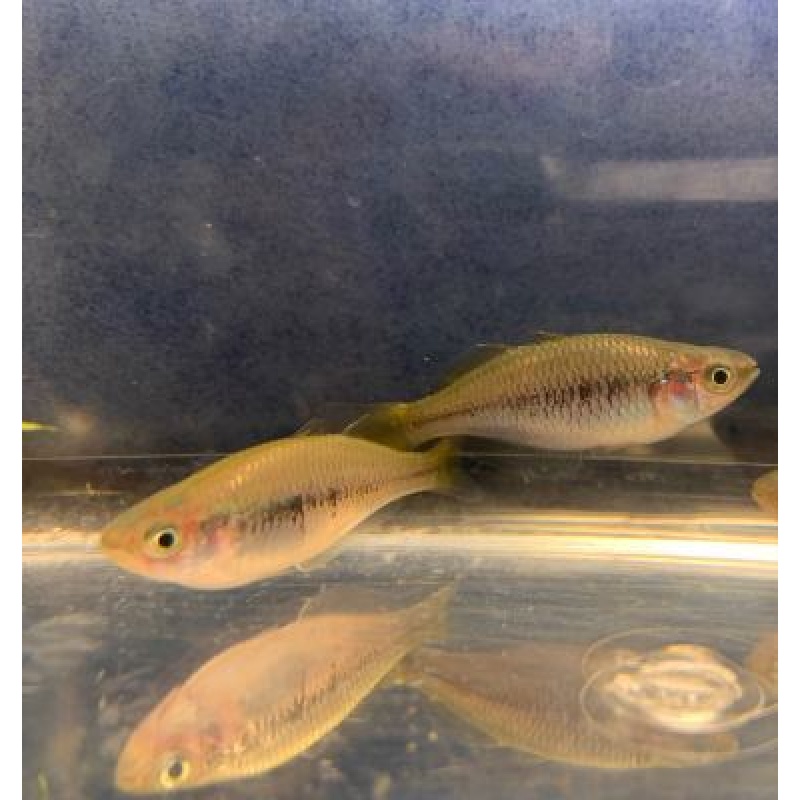 Ten Sunset Rainbowfish, FREE SHIPPING