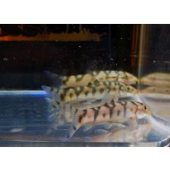 4 yo yo loaches with size
