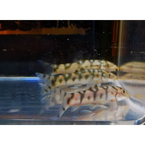 4 yo yo loaches with size