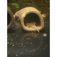L333 Albino Tiger King Pleco
