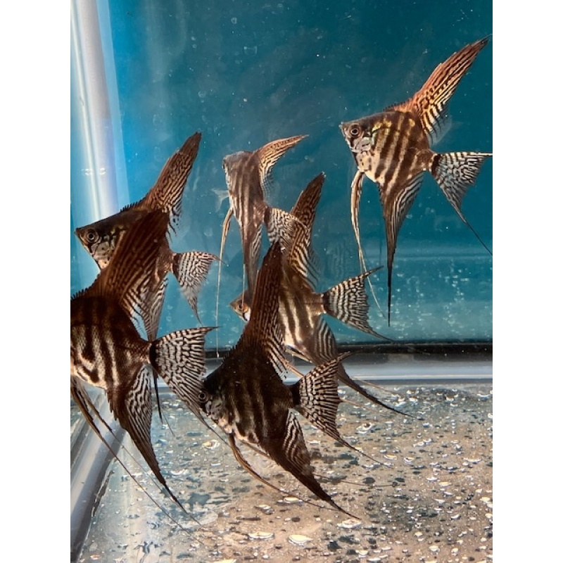 Zebra Lace Veil Angelfish