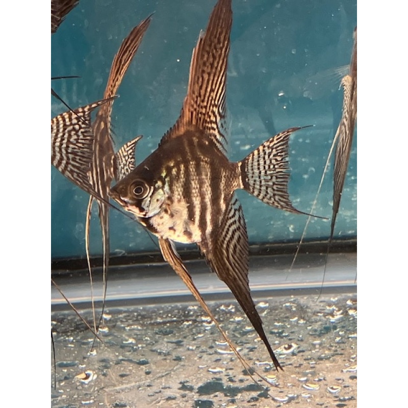 Zebra Lace Veil Angelfish