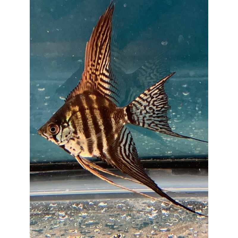 Zebra Lace Veil Angelfish