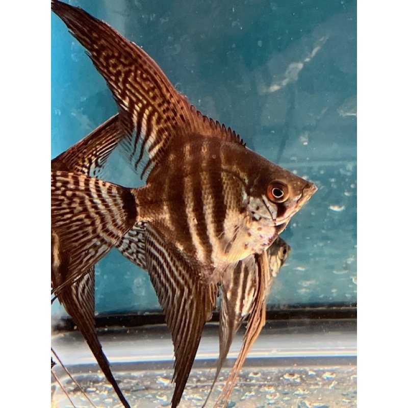 Zebra Lace Veil Angelfish