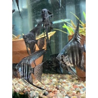 Zebra Pinoy Angelfish
