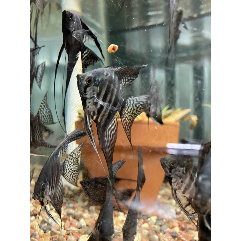 Zebra Pinoy Angelfish