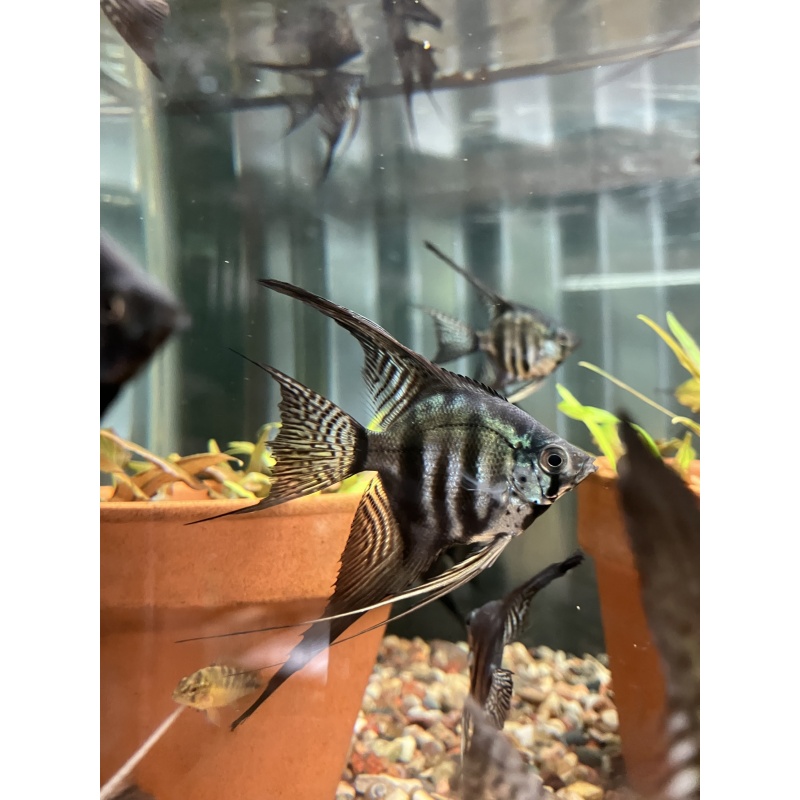 Zebra Pinoy Angelfish