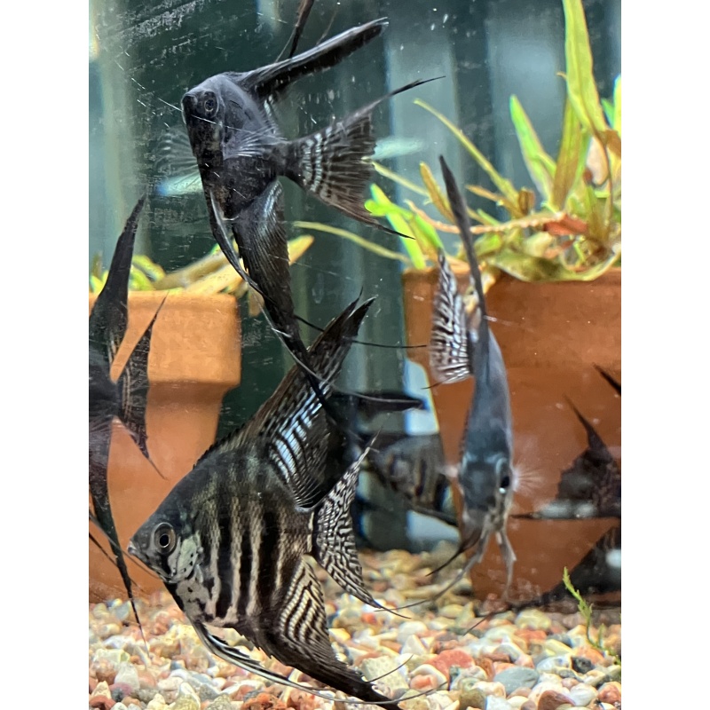 Zebra Pinoy Angelfish