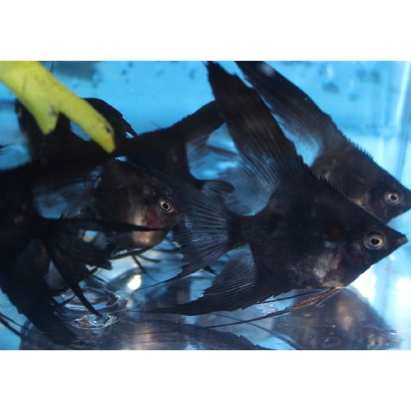 6 BEAUTIFUL BLACK VEIL BLUSHER ANGELFISH!!!!!