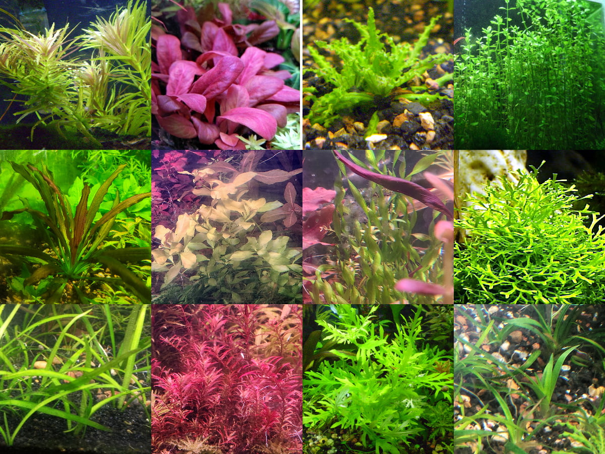 35x Aquarium Plant Package - 12 species - FREE SHIPPING