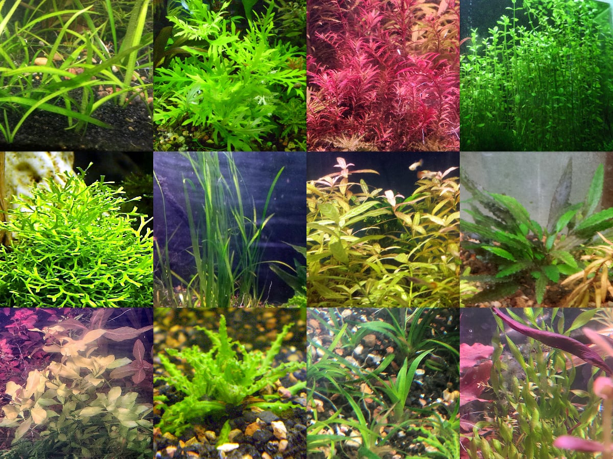 45x Aquarium Plant Package - 12 species - FREE SHIPPING