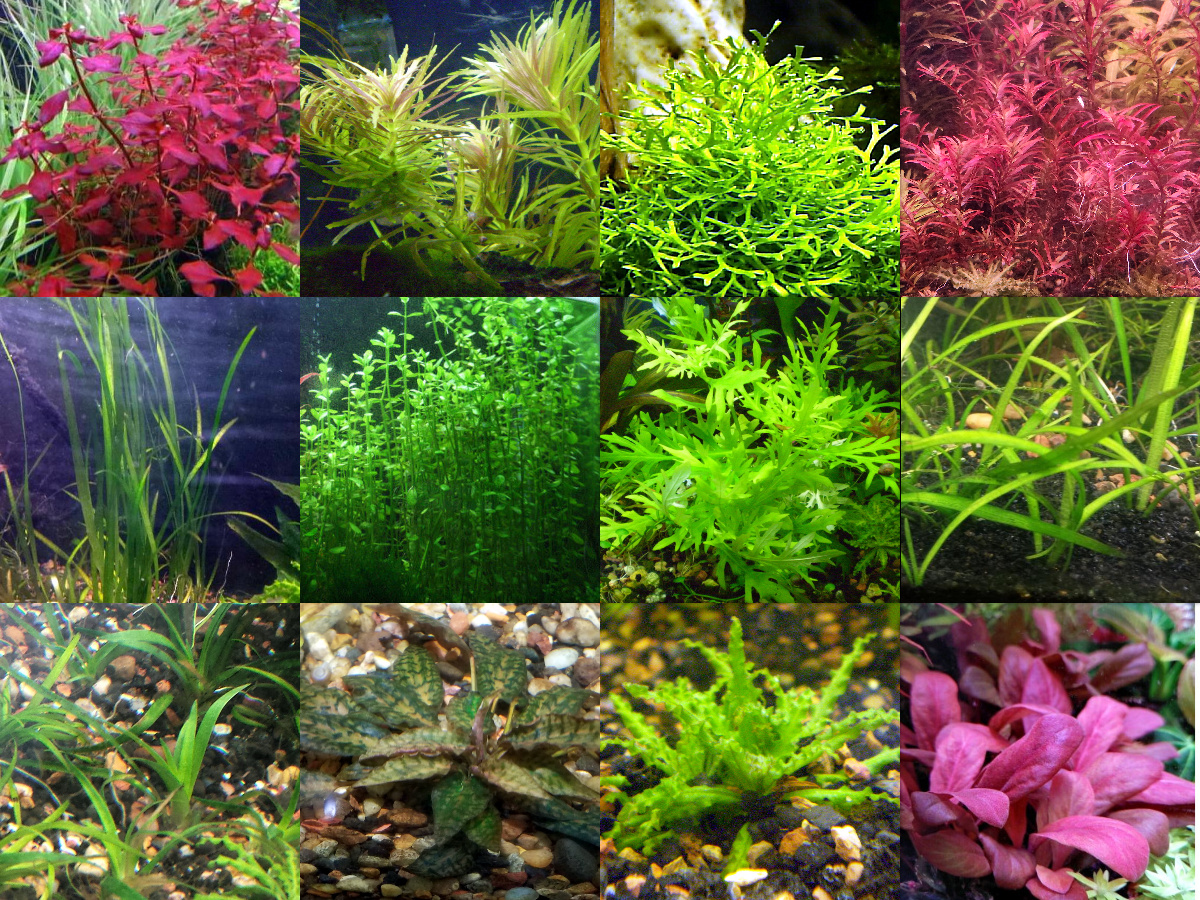 35x Aquarium Plant Package - 12 species - FREE SHIPPING