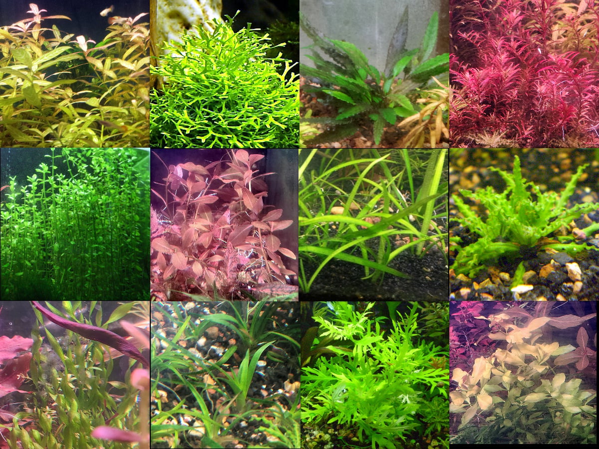 45x Aquarium Plant Package - 12 species - FREE SHIPPING