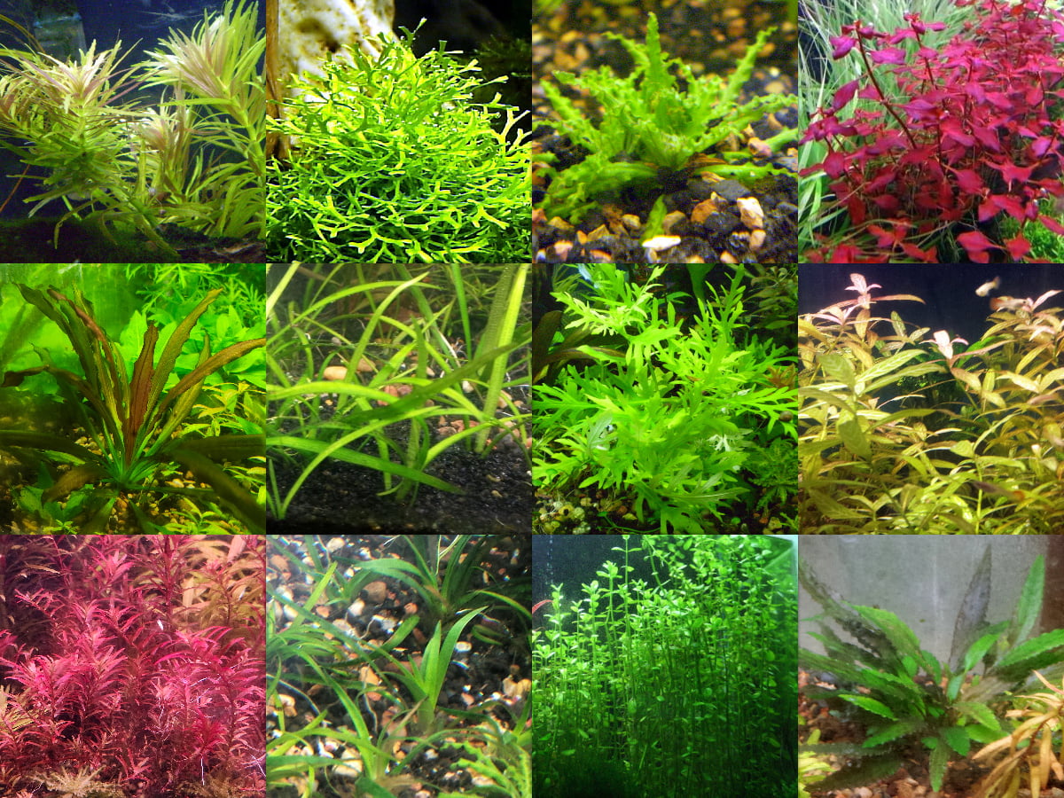 40x Aquarium Plant Package - 12 species - FREE SHIPPING