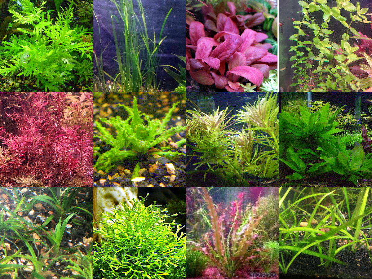 40x Aquarium Plant Package - 12 species - FREE SHIPPING