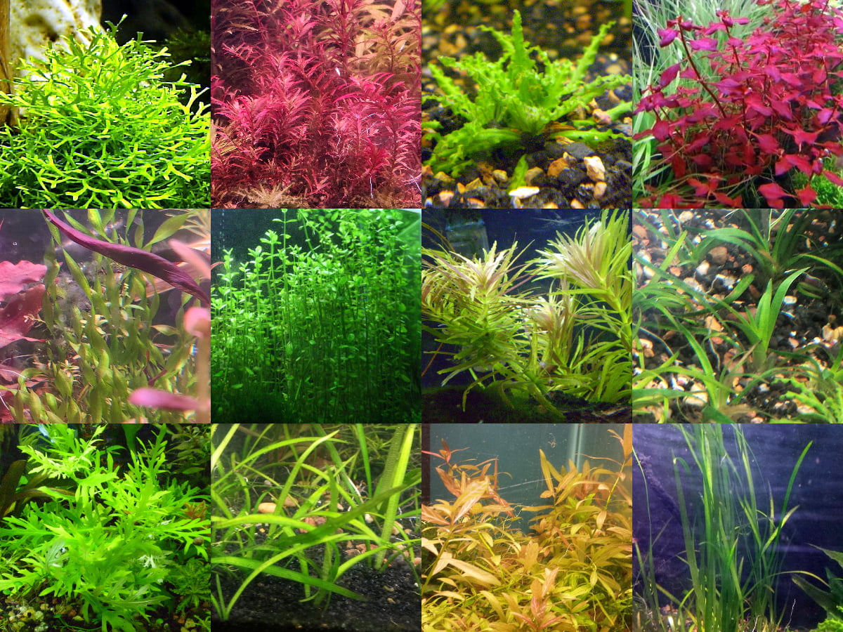 45x Aquarium Plant Package - 12 species - FREE SHIPPING