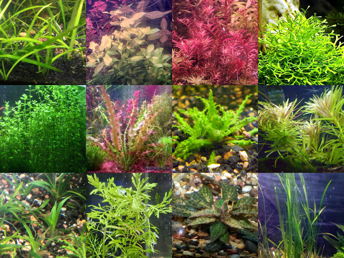 35x Aquarium Plant Package - 12 species - FREE SHIPPING
