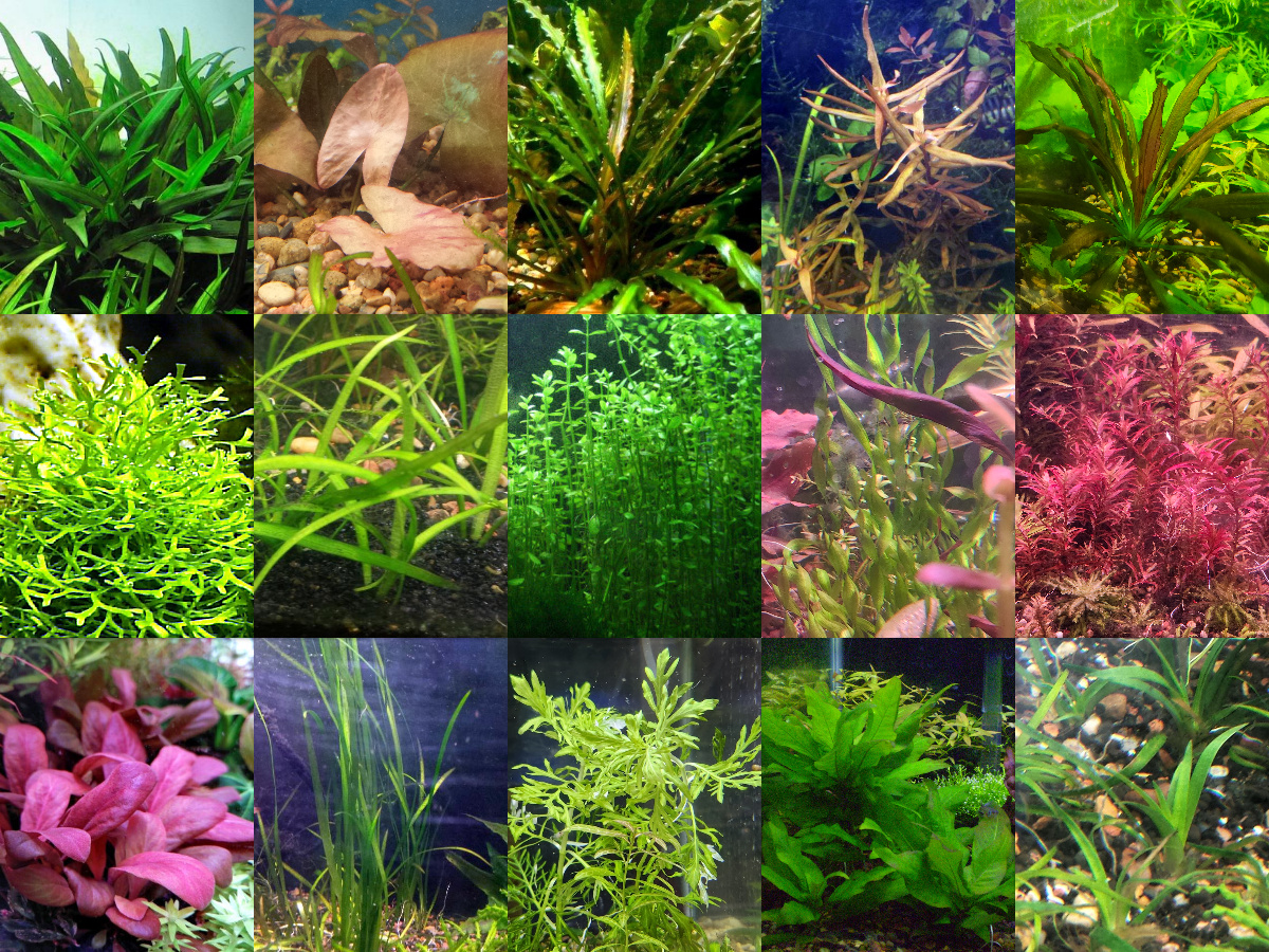 65x Aquarium Plant Package - 15 species - FREE SHIPPING