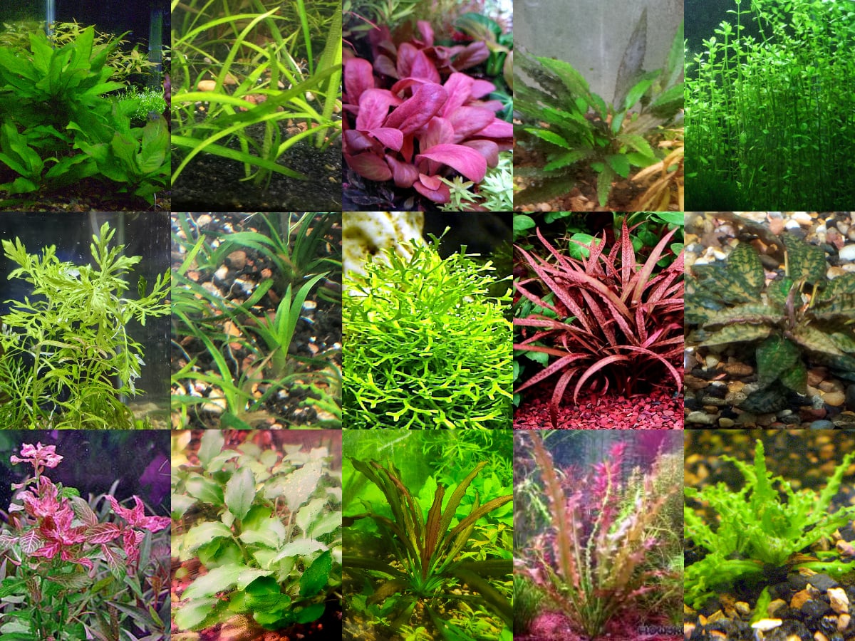 55x Aquarium Plant Package - 15 species - FREE SHIPPING