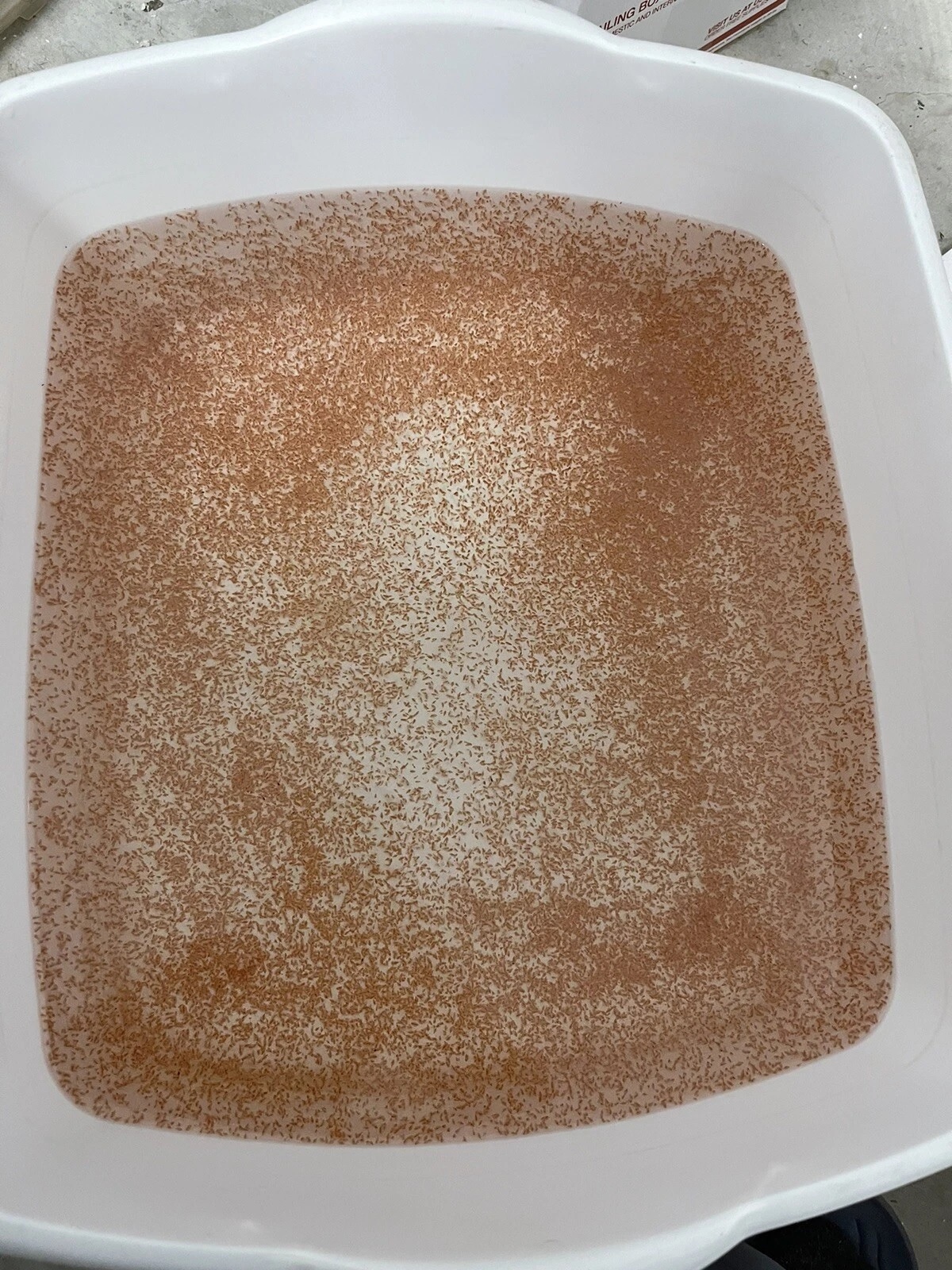 Daphnia large colony