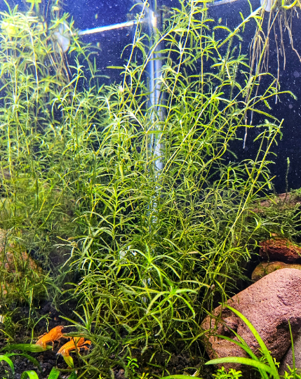 5 Trimmed Stems of Najas Guppy Grass