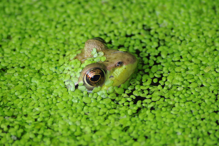 duckweed about palm size portion