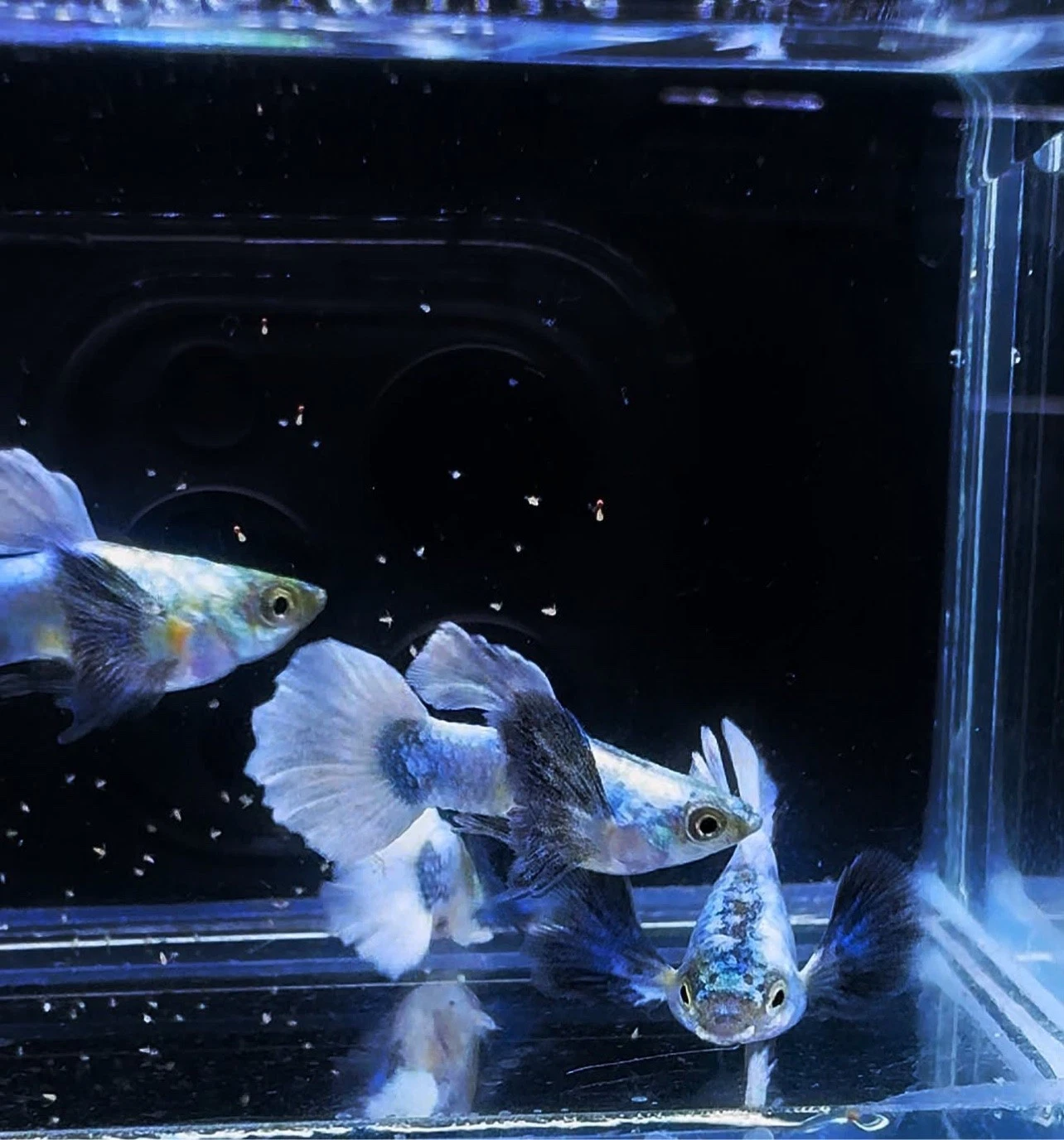 Dumbo White Short Big Ear Guppy — Live Breeding Pair (1 Male + 1 Female) — Rare Imported Strain