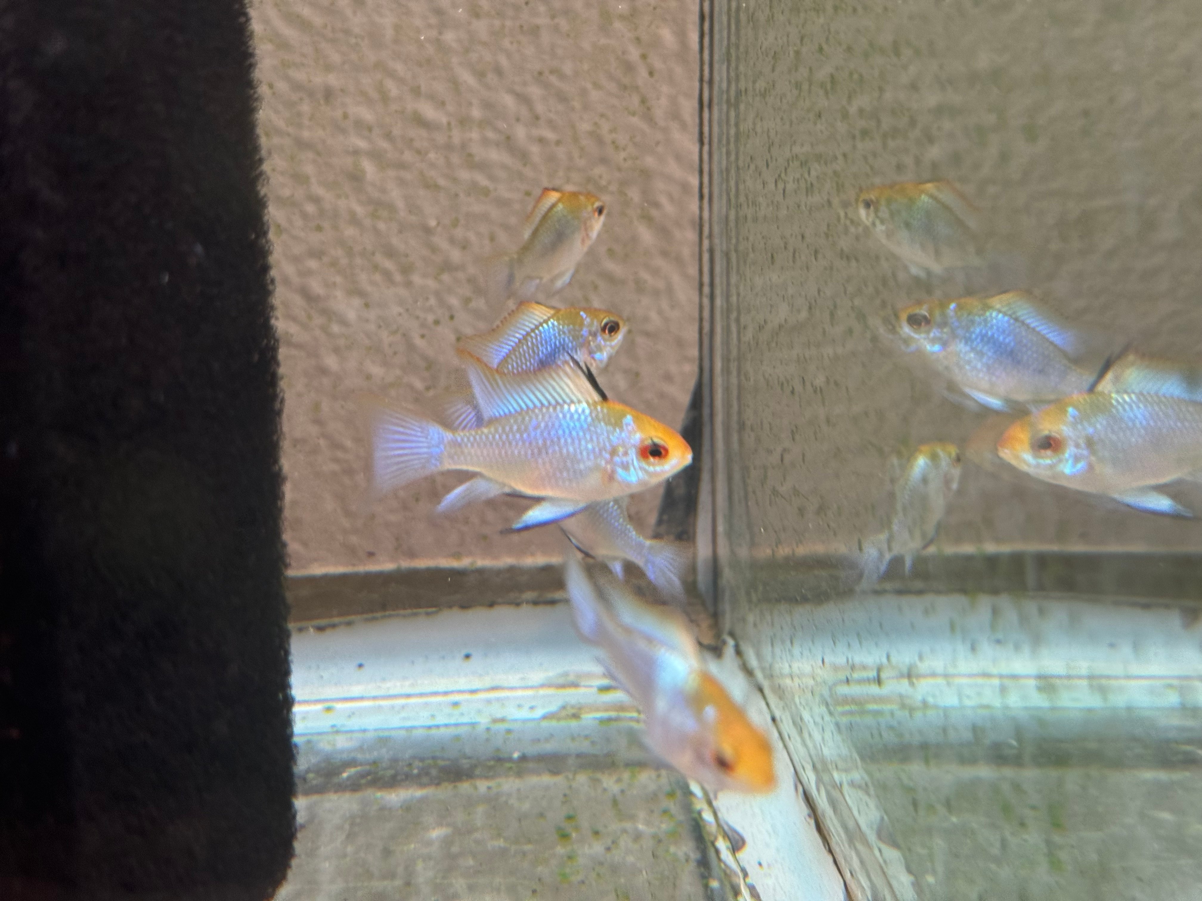 WYSIWYG 6 Electric Blue Ram pre-breeders, mixed sex