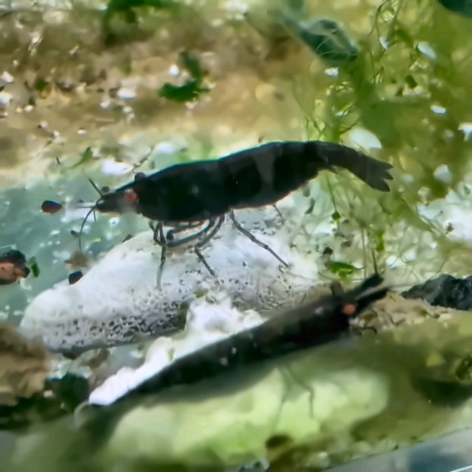1 Orange Eye Black Sapphire Demon Neocaridina Shrimp - Rare