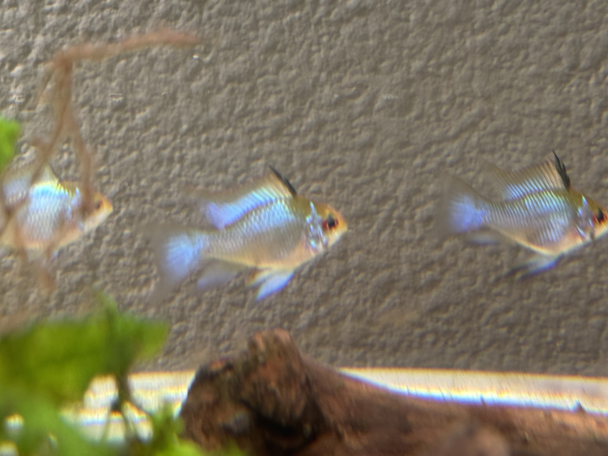 WYSIWYG 6 Electric Blue Ram breeders, males and females, FREE SHIPPING