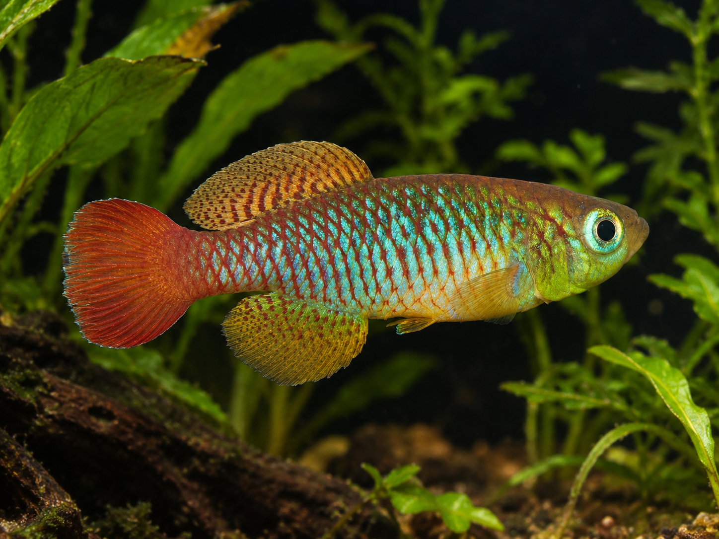 Notho. foerschi Soga TAN 97-45 40 eggs