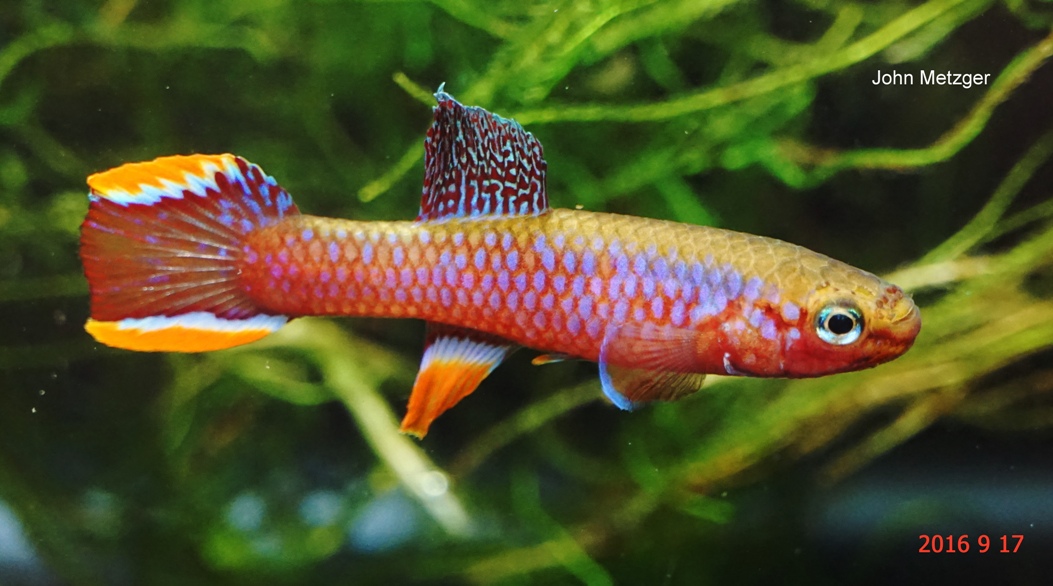 A fulgens LEC93-7