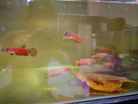 Aquabid Com Archived Auction Fwbettas1593808232 50 Pair Adult Wild Betta Macrostoma Ended Fri Jul 3 15 30 32 2020