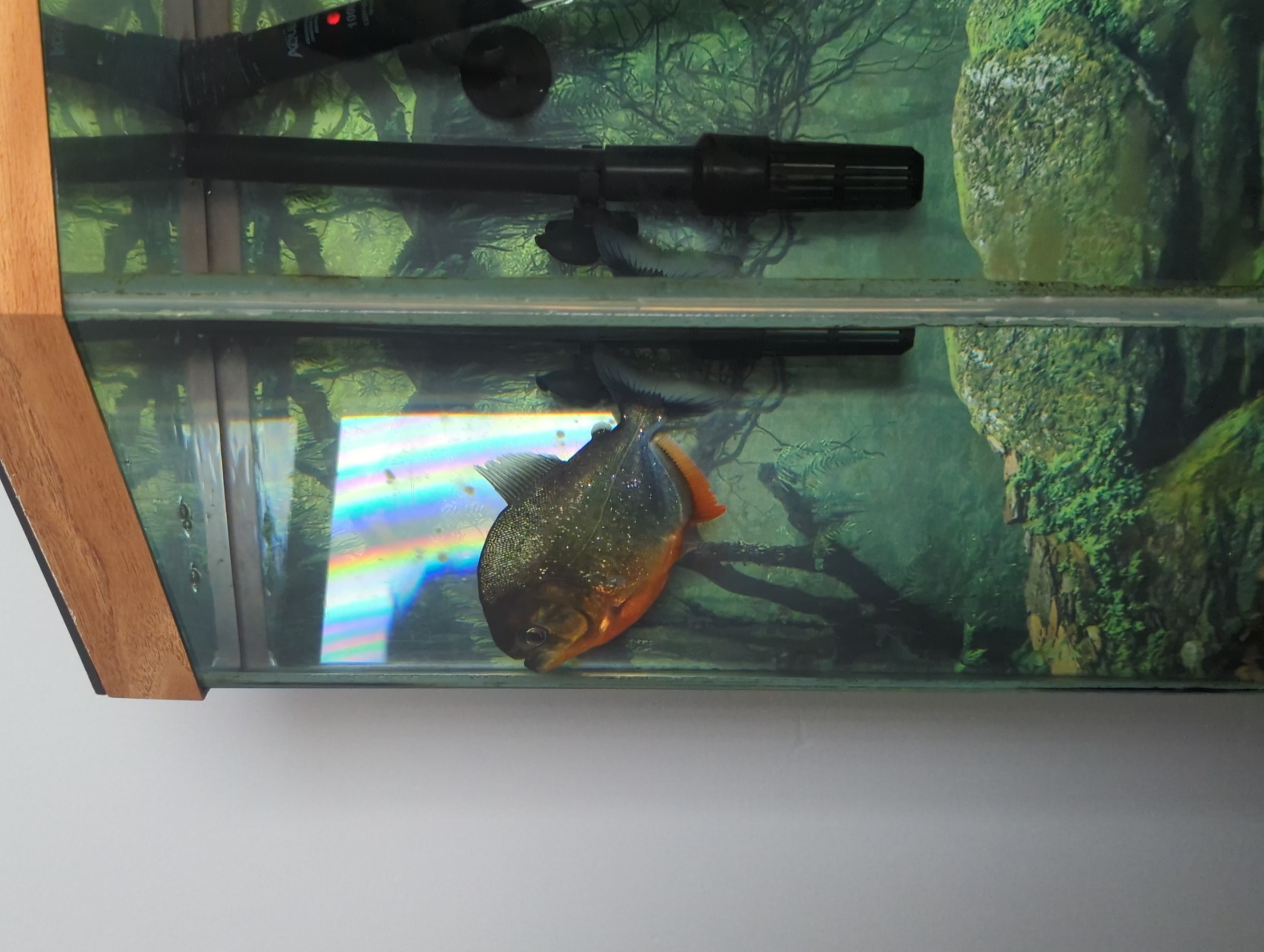 fwcharacins1716309002 - 3 year old piranha for sale