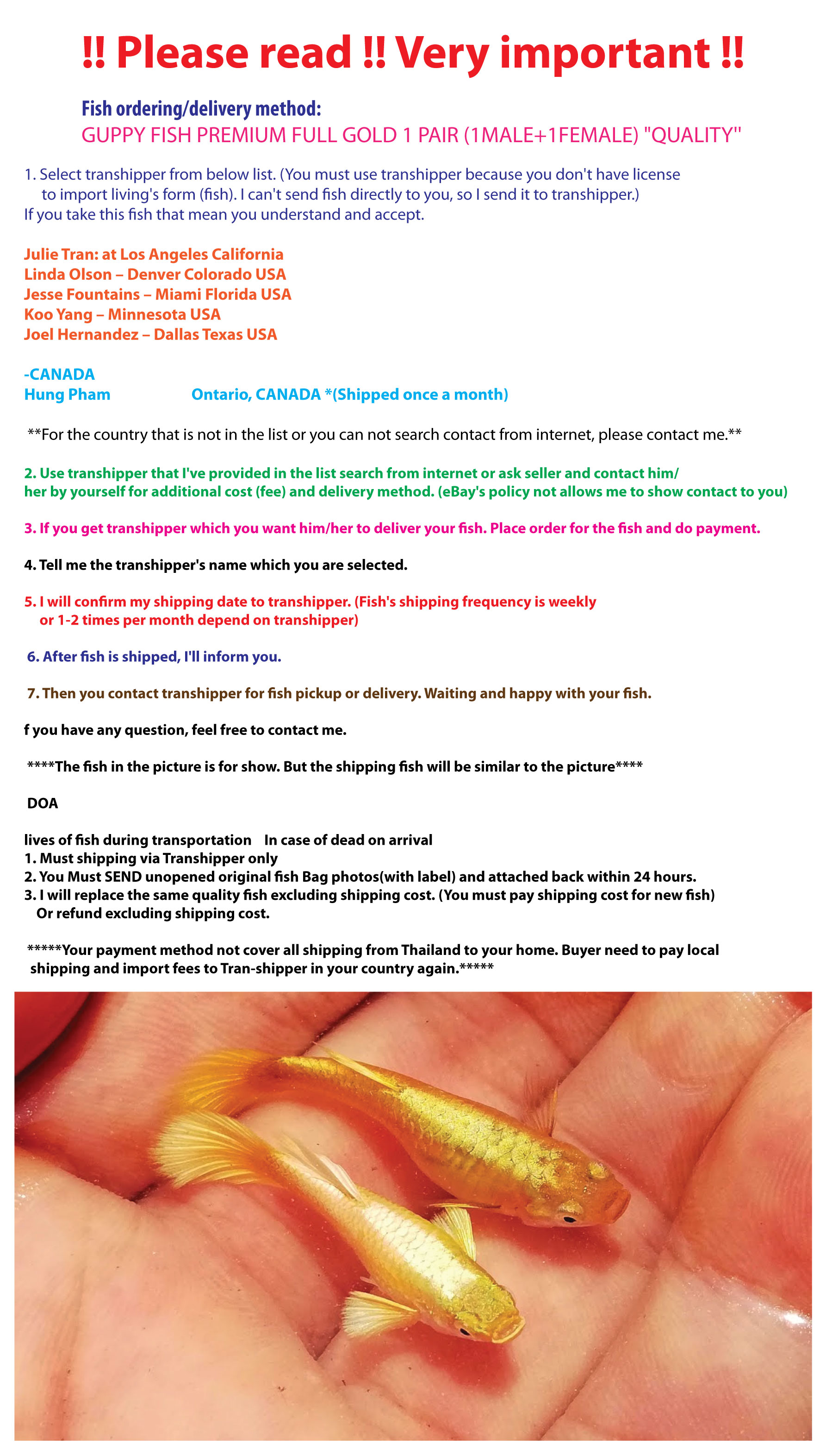 Aquabid Com Archived Auction Fwguppies Guppy Fish Premium Full Gold 1 Pair Ended Sun Mar 31 04 15 26 19