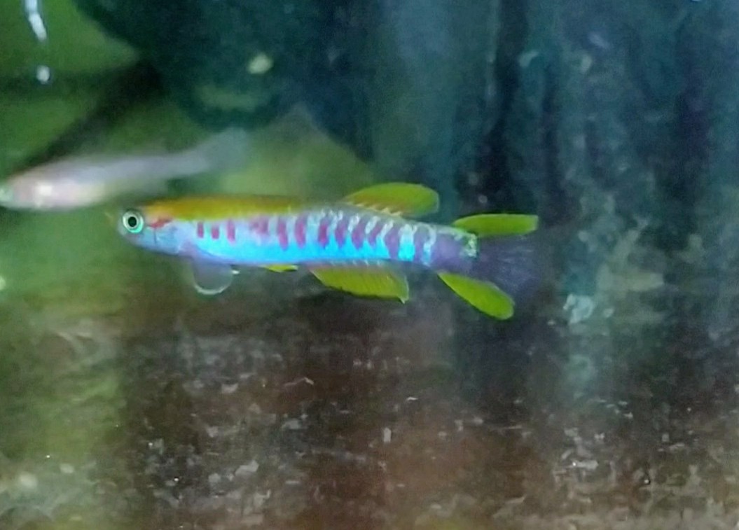 AquaBid.com - Archived Auction # fwkillifishe1584193920 - WILD ...