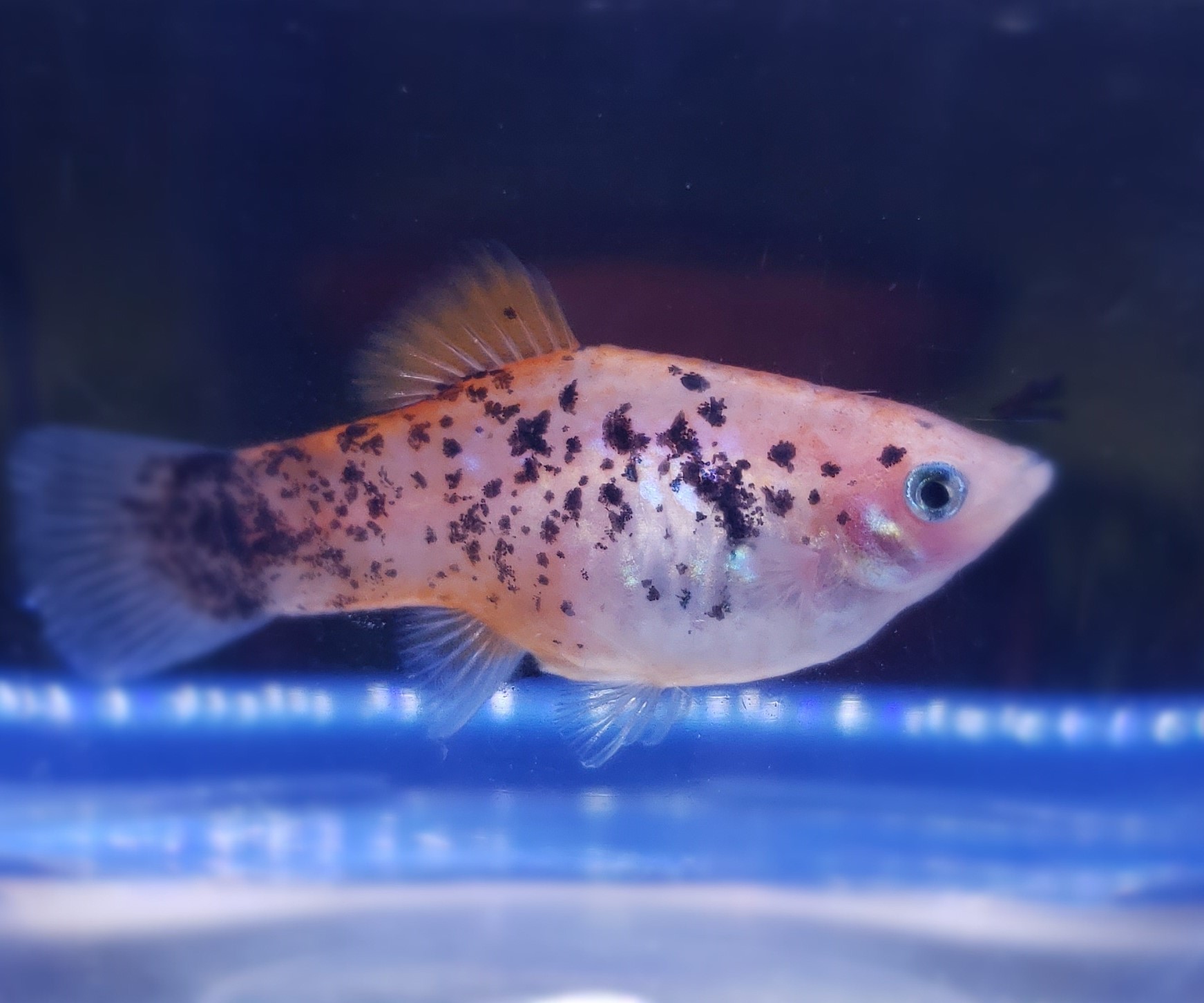 AquaBid.com - Archived Auction # fwlivebearers1585531179 - 5 Young Red