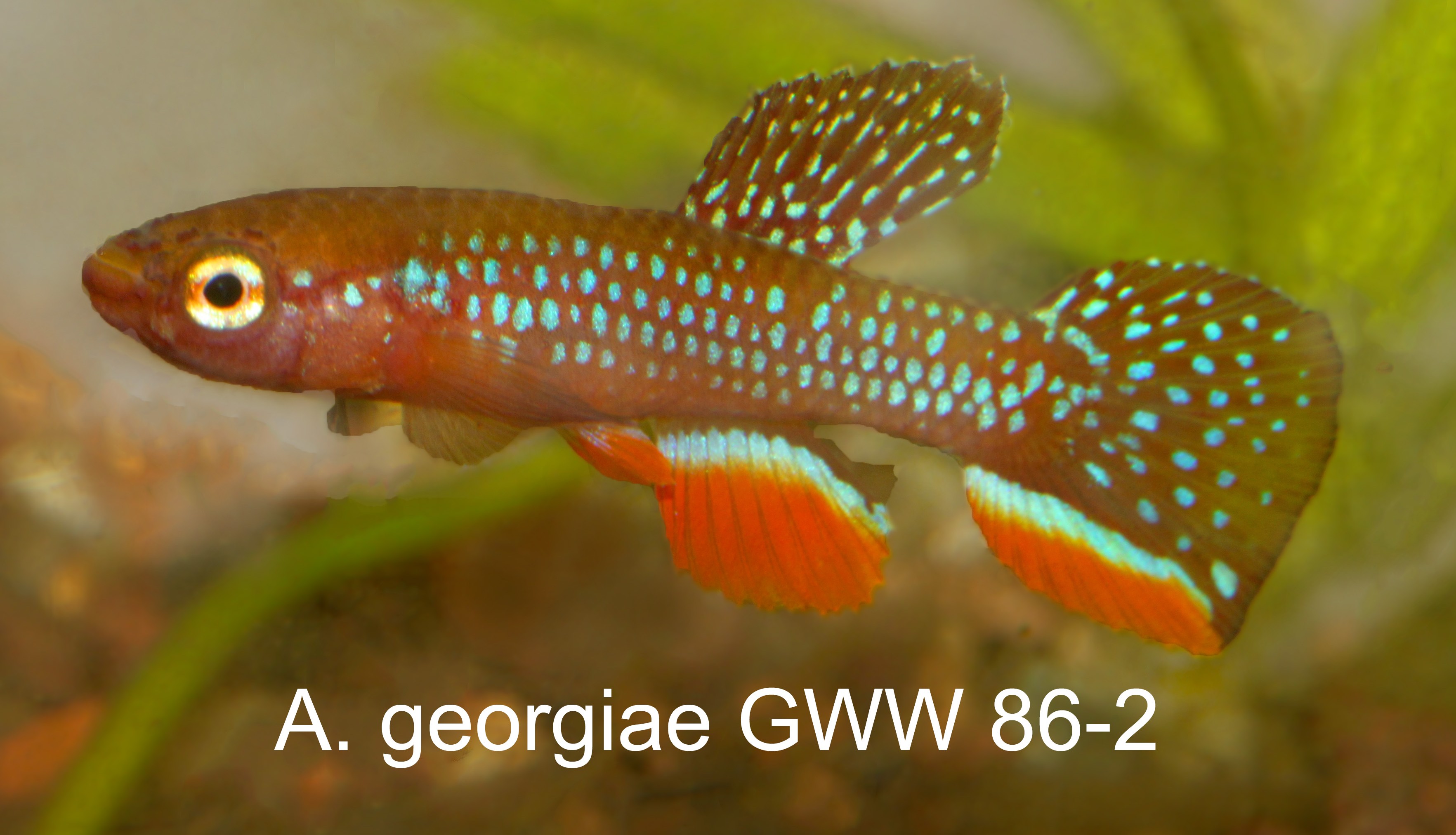 A georgiae GWW 86-2