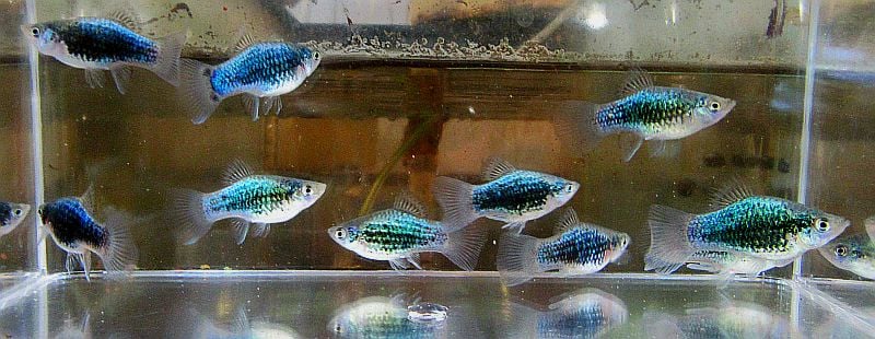 6 green lantern platys