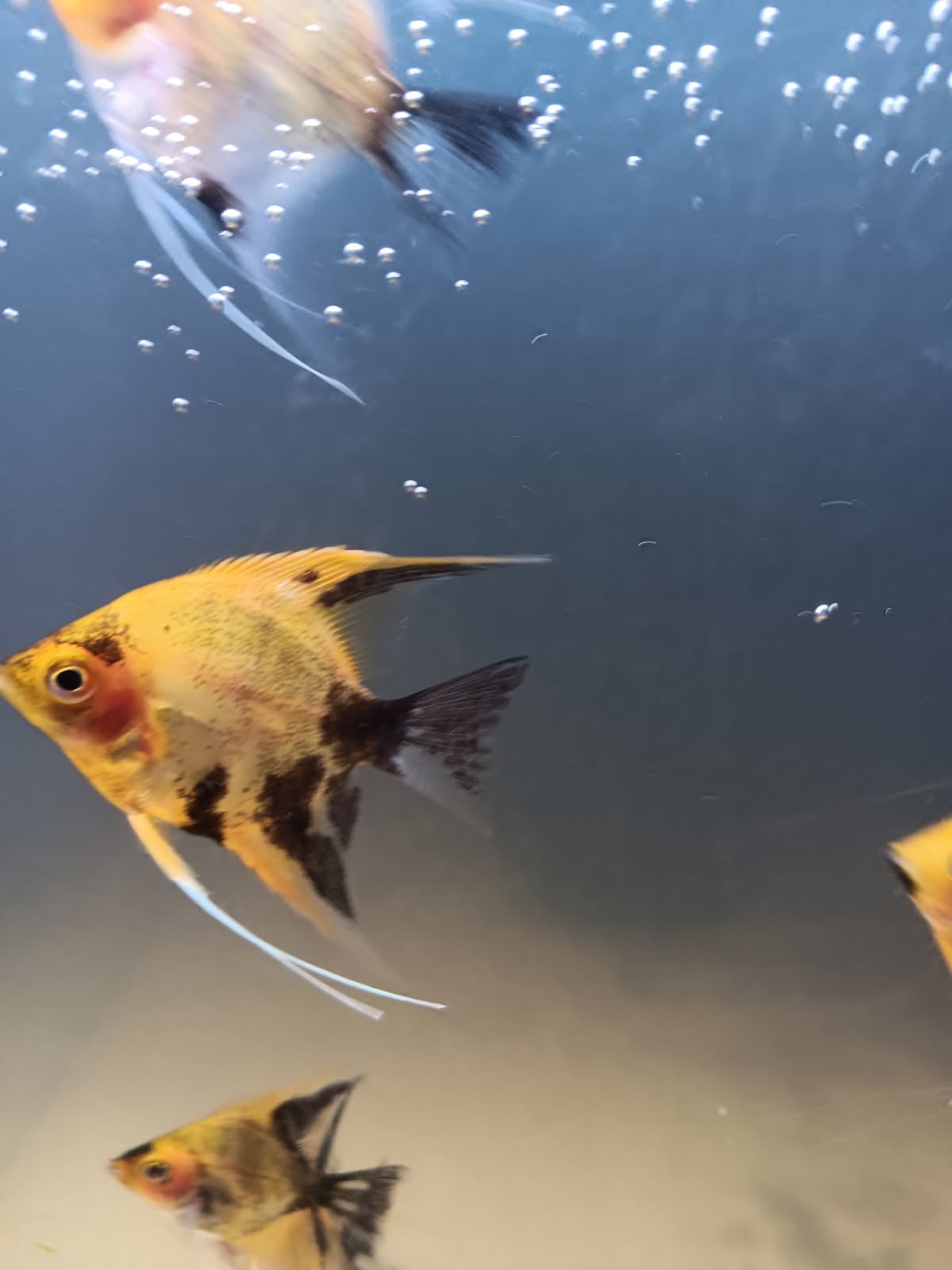 10 Dime size koi