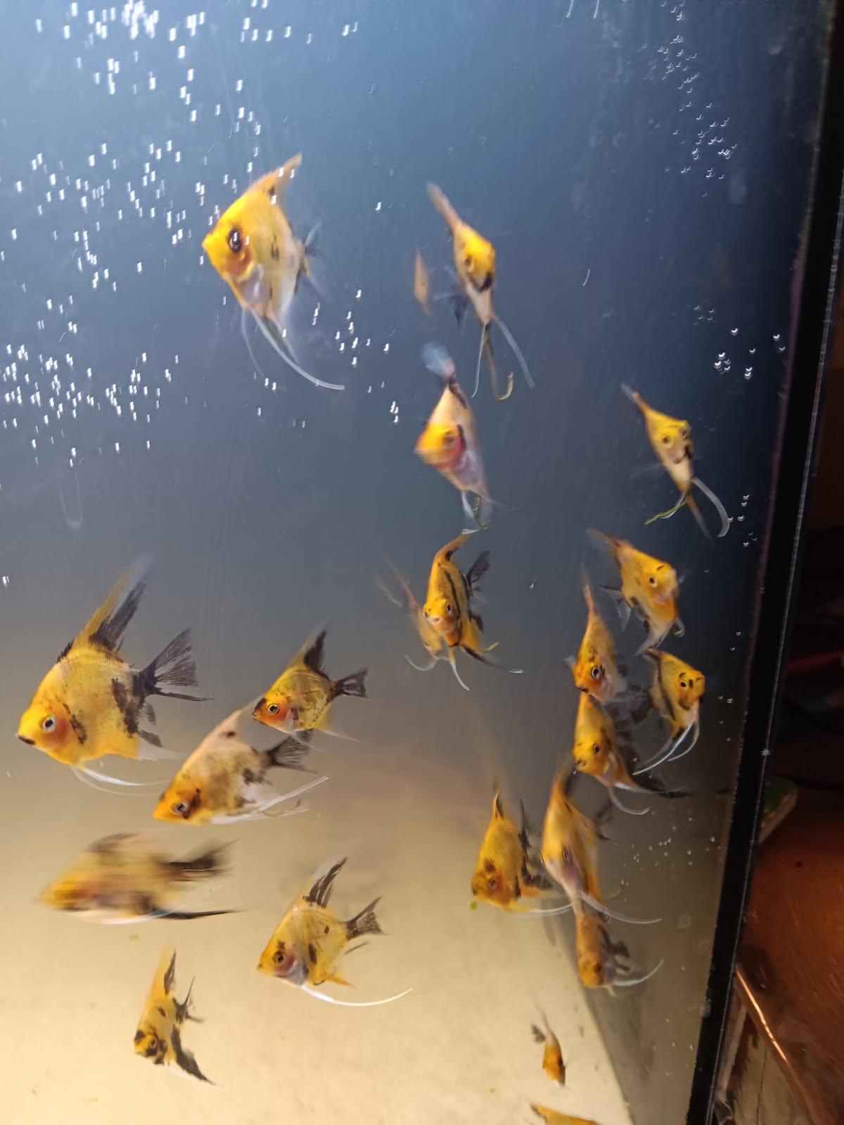 Real Auction.. 4 Dime size koi