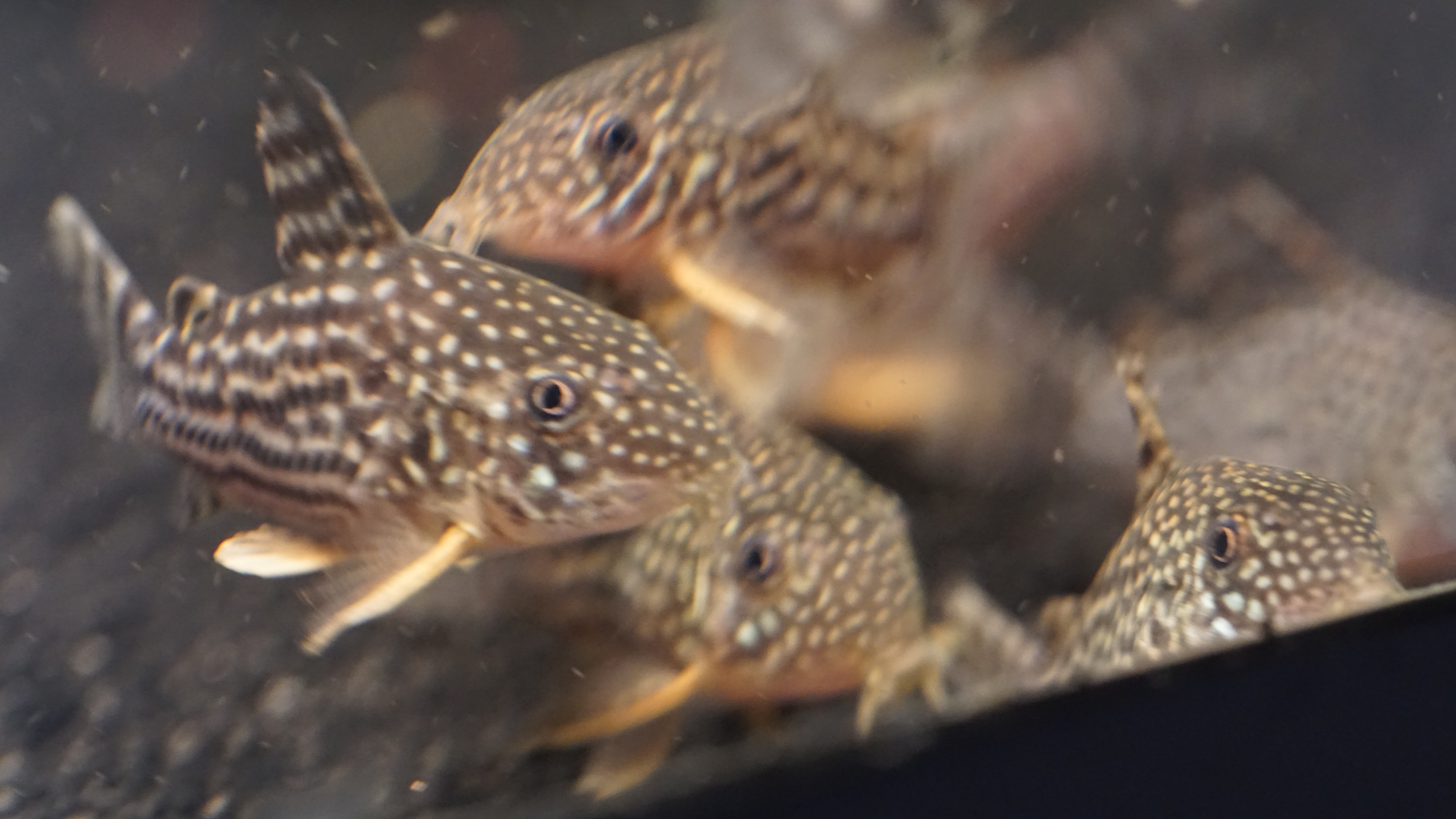 Sterbai Corydoras