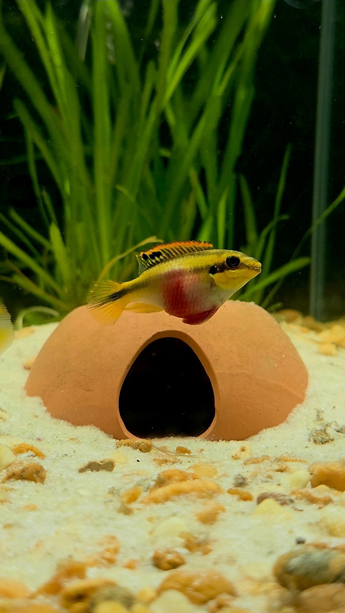 Kribensis Cichlid Group of 4 Unsexed Juveniles