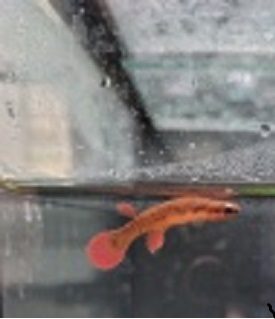 Laimosrmion leticia JPC 2015/20  25 eggs