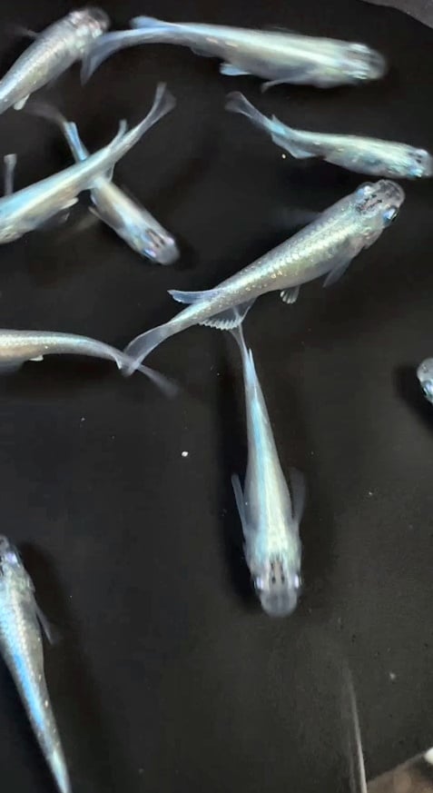 Group of 6 (Unsexed) Platinum Miyuki Ricefish