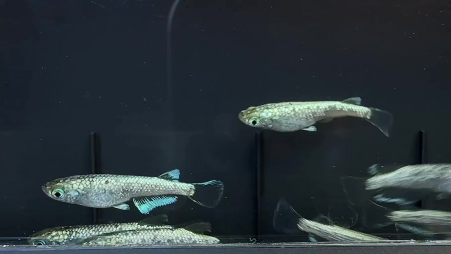 1 Pair of Hirin (1m1f) Medaka Ricefish