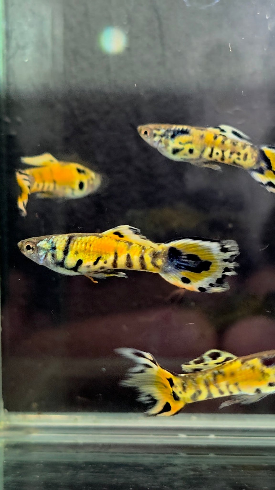 LRB Rainbow Tiger Endler Pair