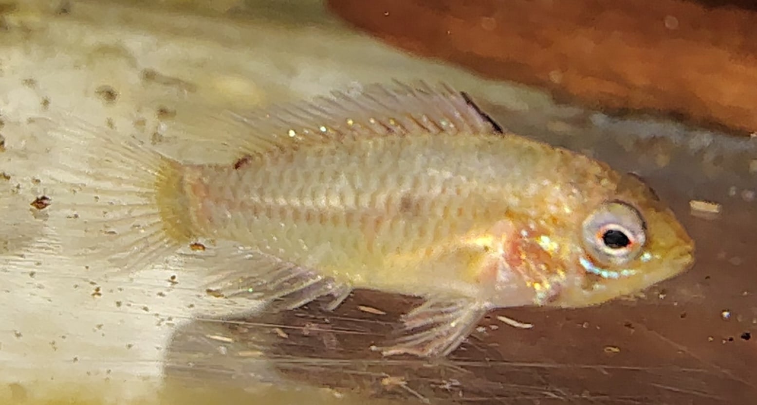 Six young Apistogramma macmasteri