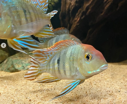 Group of 2 Geophagus Red Head Tapajos Free 2 Days Shipping FedEx or UPS